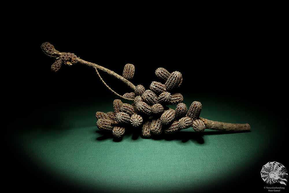 Allocasuarina humilis (19285) a dried fruit from Western Australia | Dried fruit