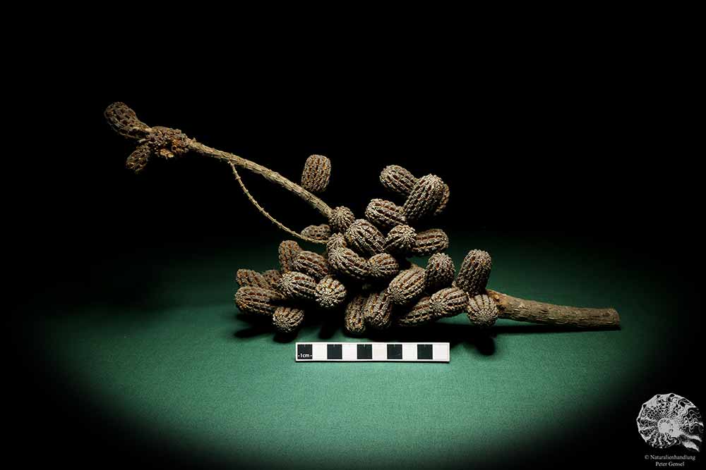 Allocasuarina humilis (19285) a dried fruit from Western Australia | Dried fruit