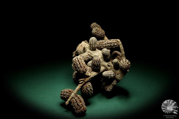 Allocasuarina humilis (19287) a dried fruit from Western Australia | Dried fruit