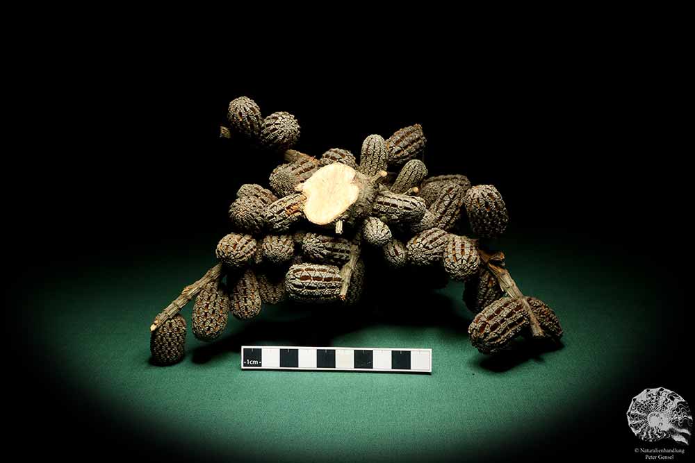 Allocasuarina humilis (19287) a dried fruit from Western Australia | Dried fruit