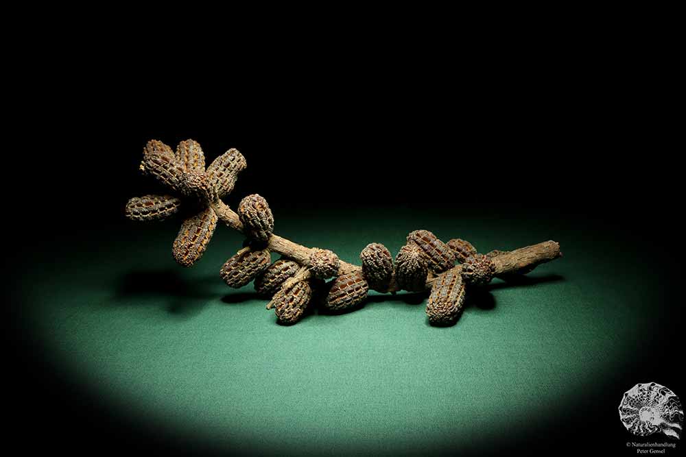 Allocasuarina humilis (19289) a dried fruit from Western Australia | Dried fruit