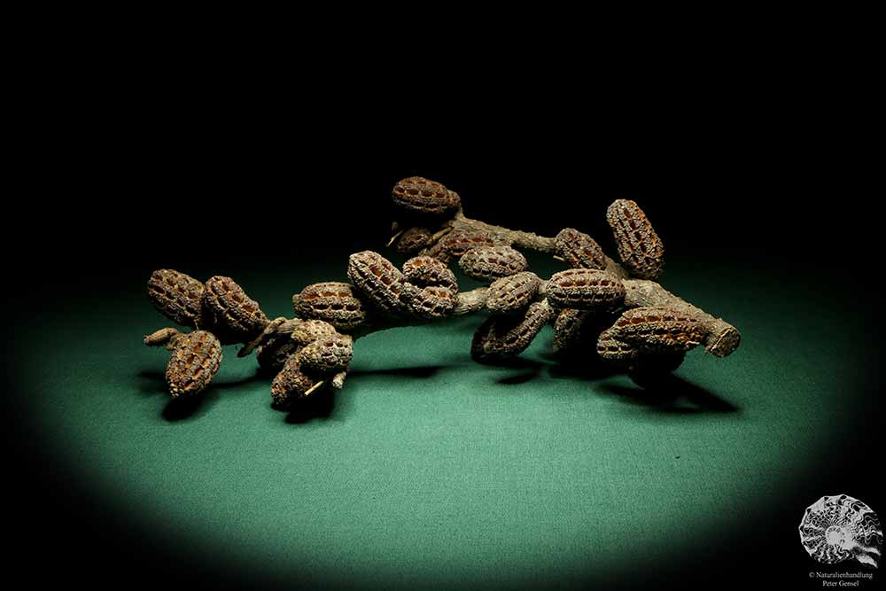 Allocasuarina humilis (19290) a dried fruit from Western Australia | Dried fruit