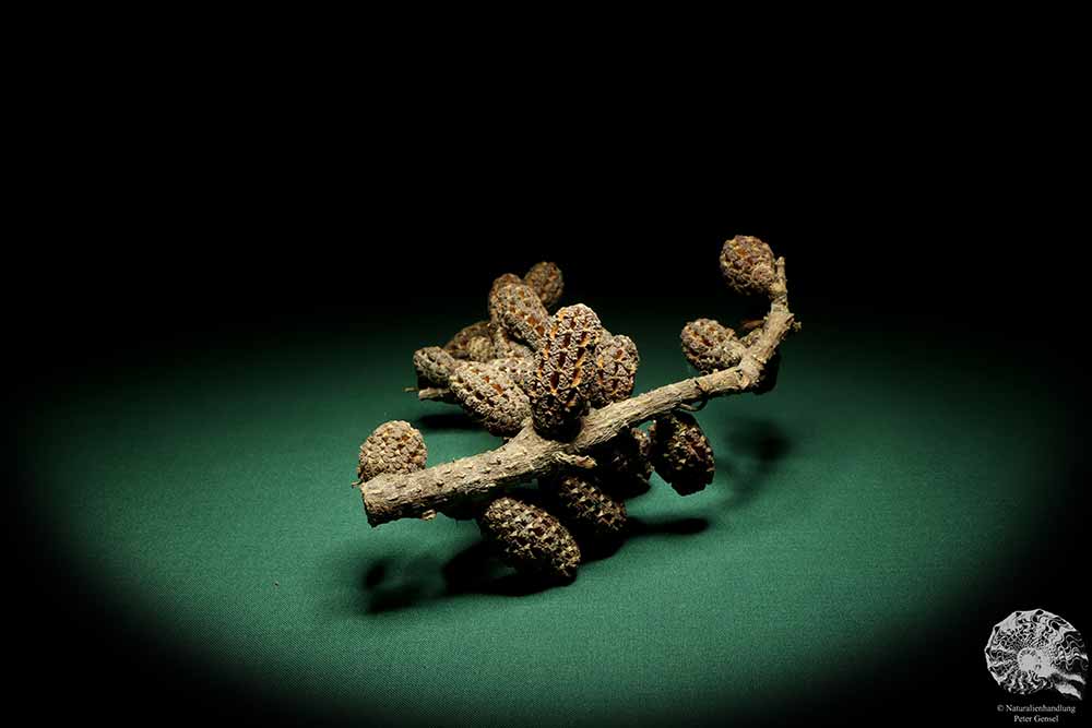 Allocasuarina humilis (19290) a dried fruit from Western Australia | Dried fruit