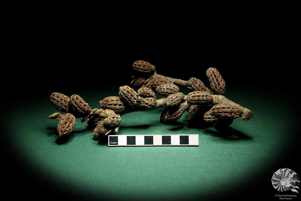 Allocasuarina humilis (19290) a dried fruit from Western Australia | Dried fruit