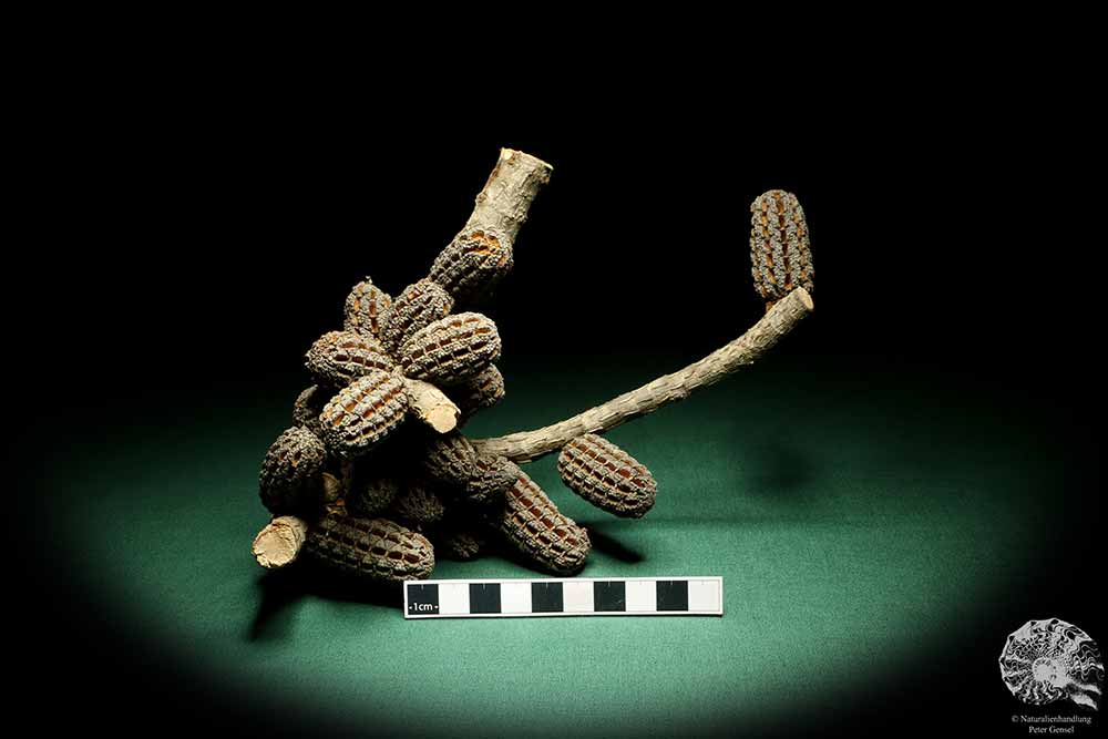 Allocasuarina humilis (19294) a dried fruit from Western Australia | Dried fruit