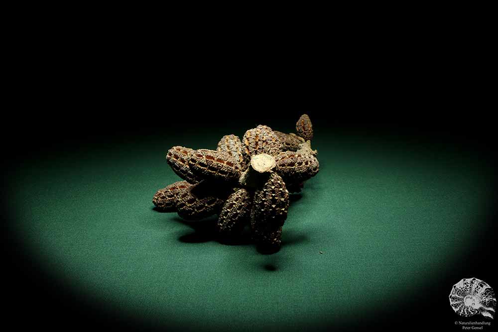 Allocasuarina humilis (19295) a dried fruit from Western Australia | Dried fruit