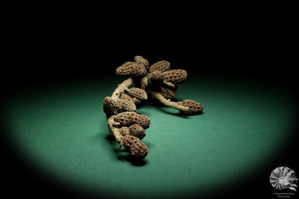 Allocasuarina humilis (19295) a dried fruit from Western Australia | Dried fruit