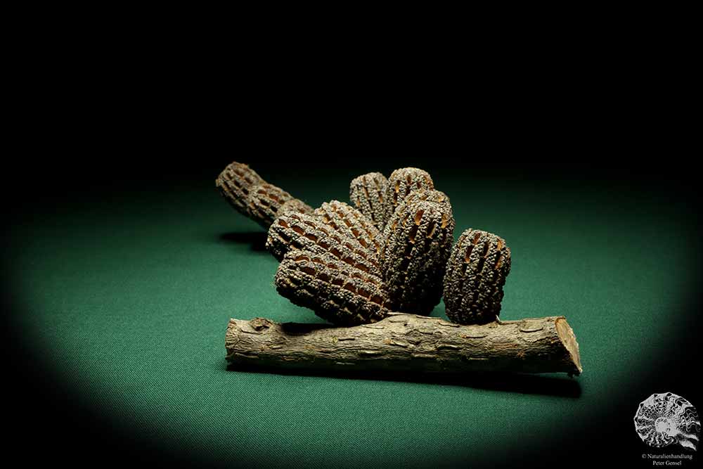 Allocasuarina humilis (19298) eine Trockenfrucht aus Westliches Australien | Trockenfrüchte