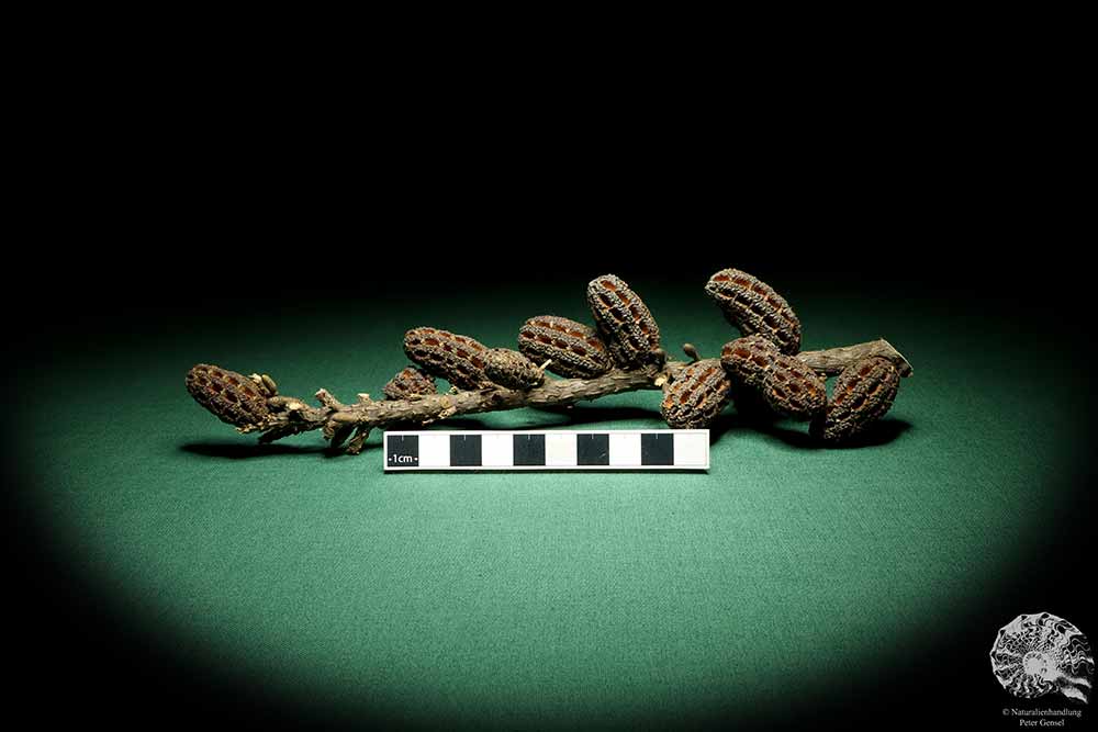 Allocasuarina humilis (19302) a dried fruit from Western Australia | Dried fruit