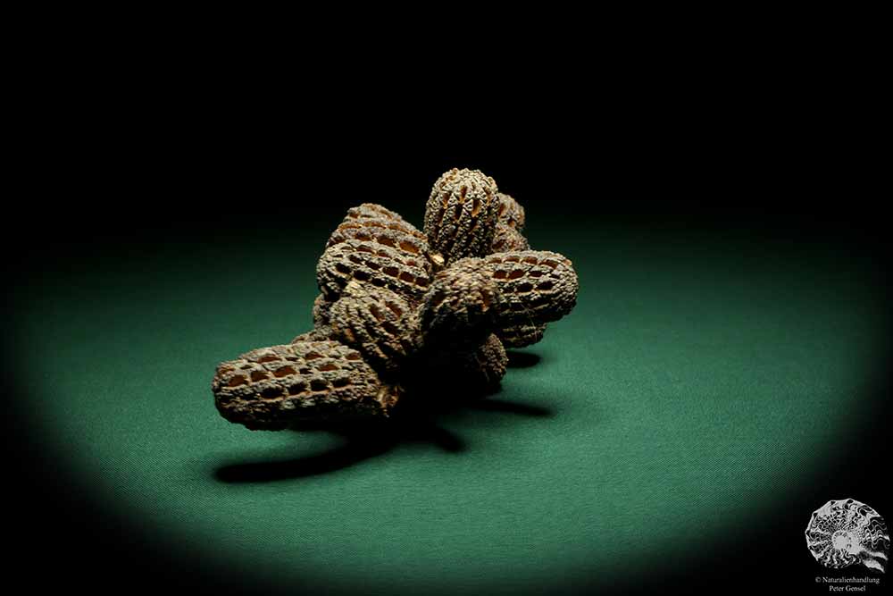 Allocasuarina humilis (19303) eine Trockenfrucht aus Westliches Australien | Trockenfrüchte