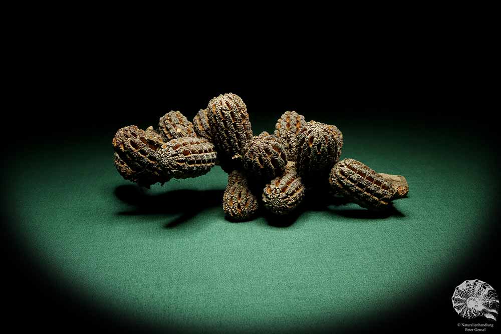 Allocasuarina humilis (19303) a dried fruit from Western Australia | Dried fruit