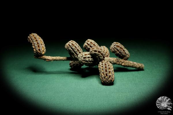 Allocasuarina humilis (19304) eine Trockenfrucht aus Westliches Australien | Trockenfrüchte