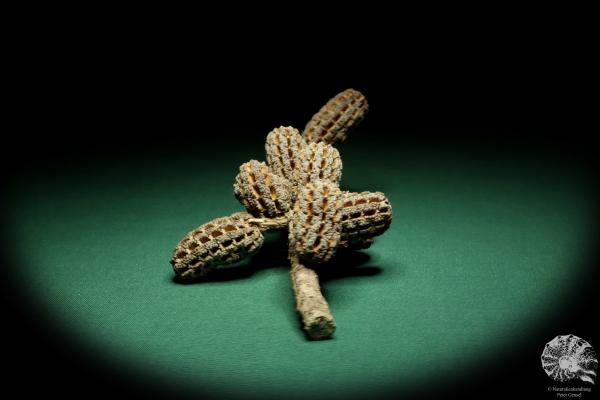 Allocasuarina humilis (19304) a dried fruit from Western Australia | Dried fruit