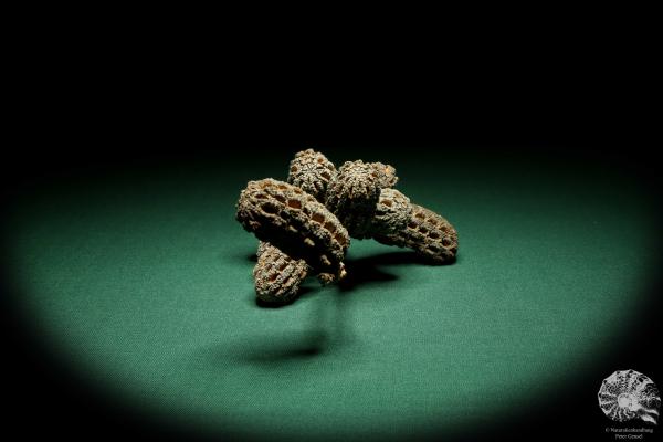 Allocasuarina humilis (19304) a dried fruit from Western Australia | Dried fruit