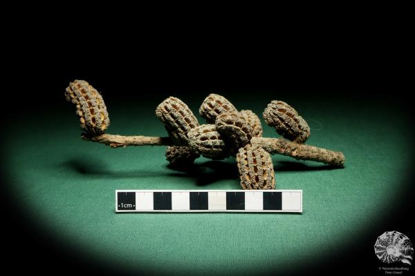 Allocasuarina humilis (19304) a dried fruit from Western Australia | Dried fruit