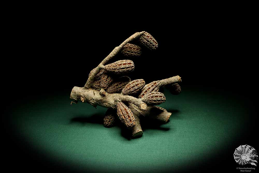 Allocasuarina humilis (19305) eine Trockenfrucht aus Westliches Australien | Trockenfrüchte