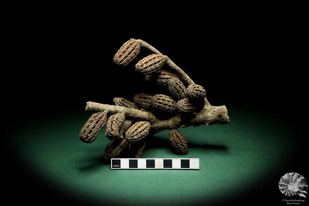 Allocasuarina humilis (19305) a dried fruit from Western Australia | Dried fruit