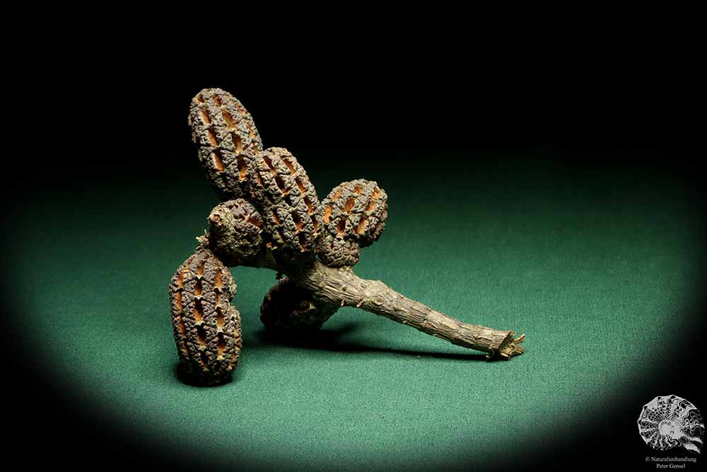 Allocasuarina humilis (19306) eine Trockenfrucht aus Westliches Australien | Trockenfrüchte