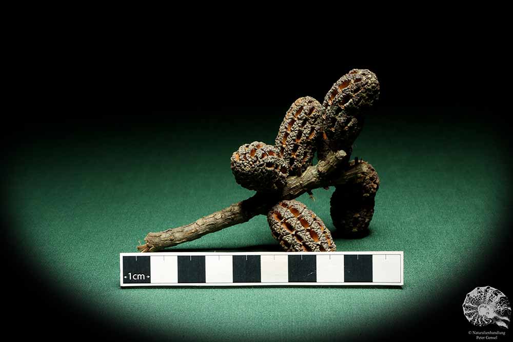 Allocasuarina humilis (19306) a dried fruit from Western Australia | Dried fruit