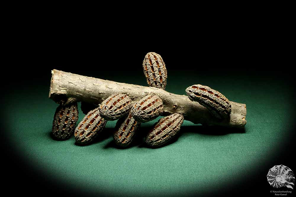 Allocasuarina humilis (19307) a dried fruit from Western Australia | Dried fruit