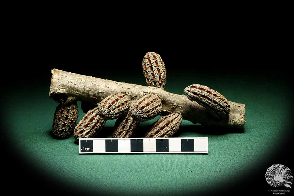 Allocasuarina humilis (19307) a dried fruit from Western Australia | Dried fruit