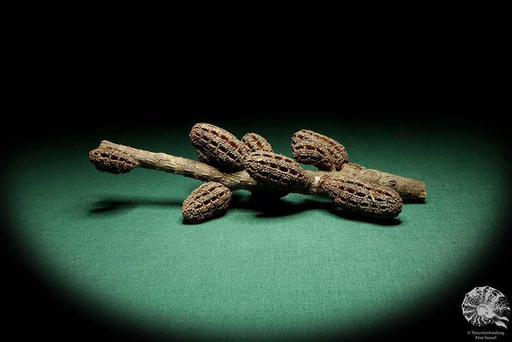 Allocasuarina humilis (19309) a dried fruit from Western Australia | Dried fruit