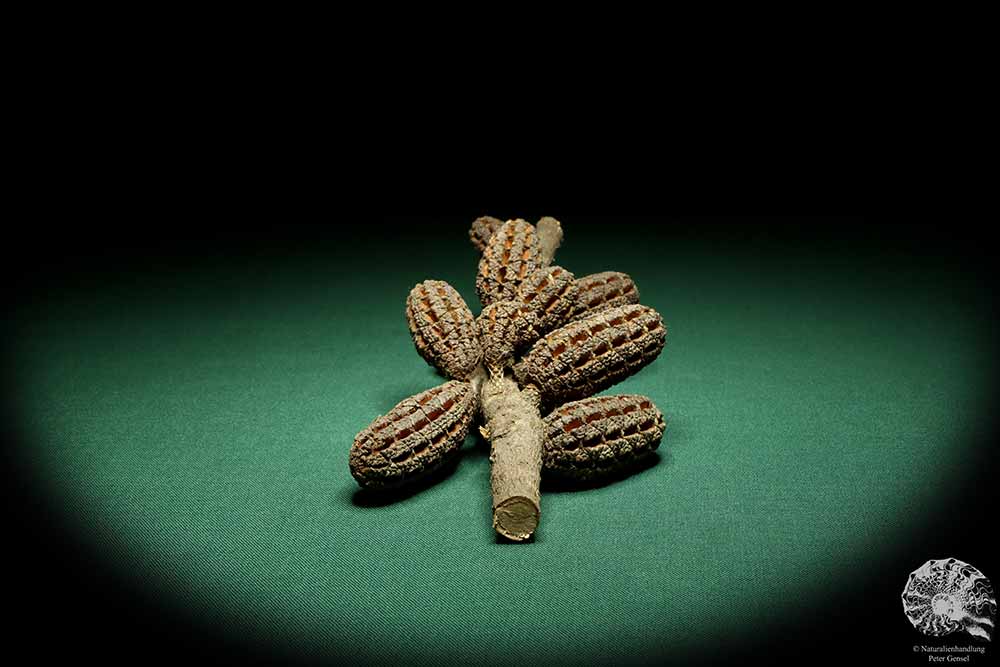 Allocasuarina humilis (19309) a dried fruit from Western Australia | Dried fruit