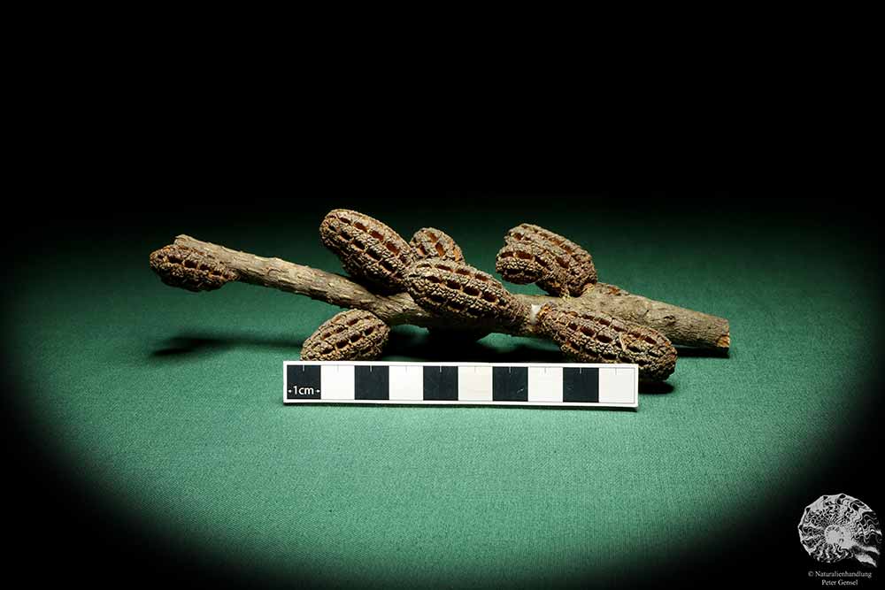 Allocasuarina humilis (19309) a dried fruit from Western Australia | Dried fruit