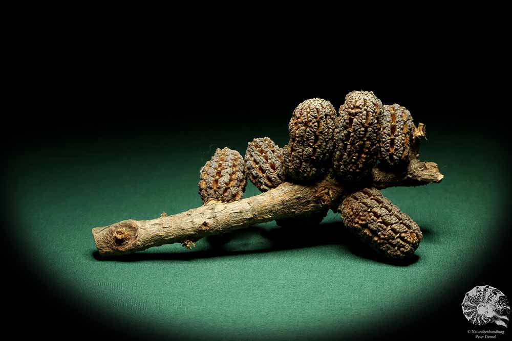 Allocasuarina humilis (19310) a dried fruit from Western Australia | Dried fruit