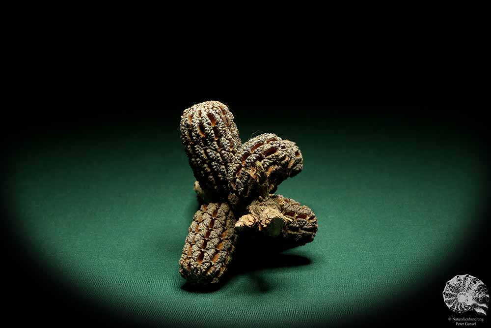 Allocasuarina humilis (19310) eine Trockenfrucht aus Westliches Australien | Trockenfrüchte