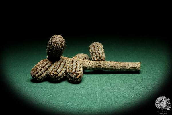 Allocasuarina humilis (19311) a dried fruit from Western Australia | Dried fruit