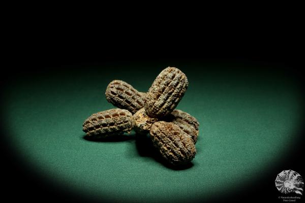 Allocasuarina humilis (19311) a dried fruit from Western Australia | Dried fruit