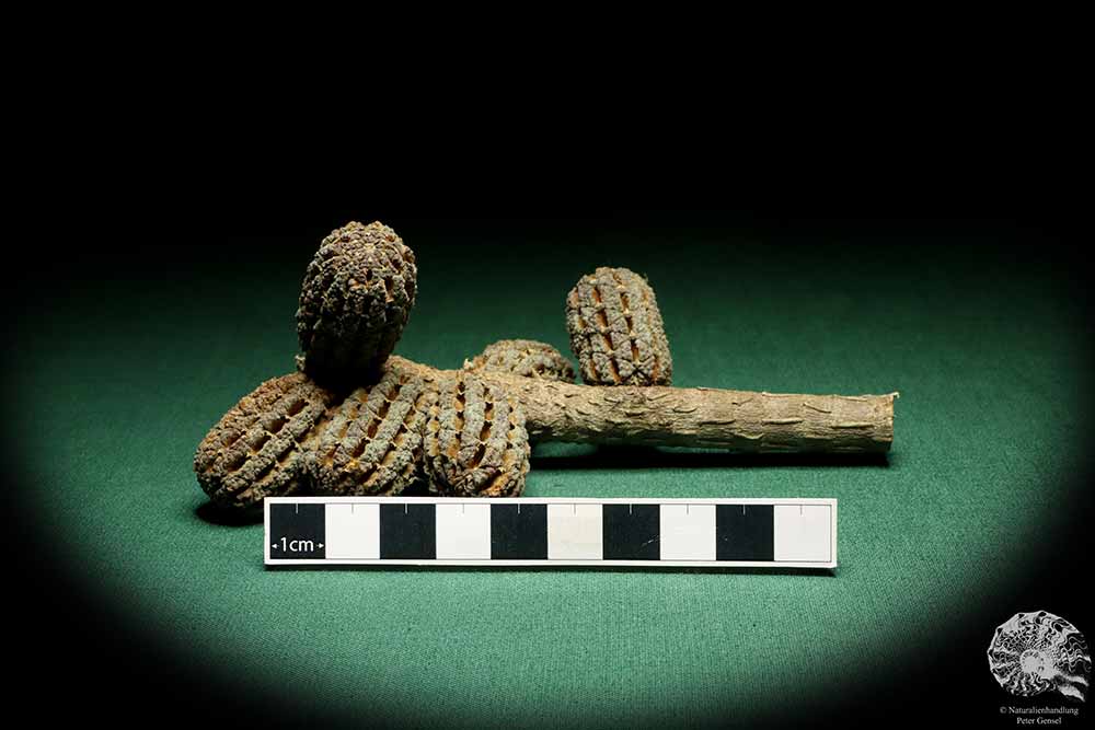 Allocasuarina humilis (19311) a dried fruit from Western Australia | Dried fruit