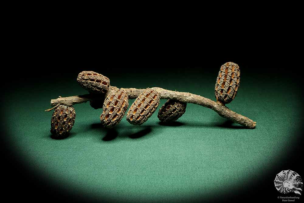 Allocasuarina humilis (19312) eine Trockenfrucht aus Westliches Australien | Trockenfrüchte