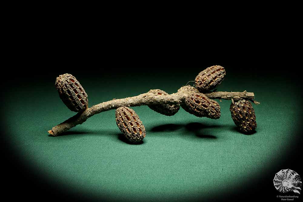 Allocasuarina humilis (19312) a dried fruit from Western Australia | Dried fruit