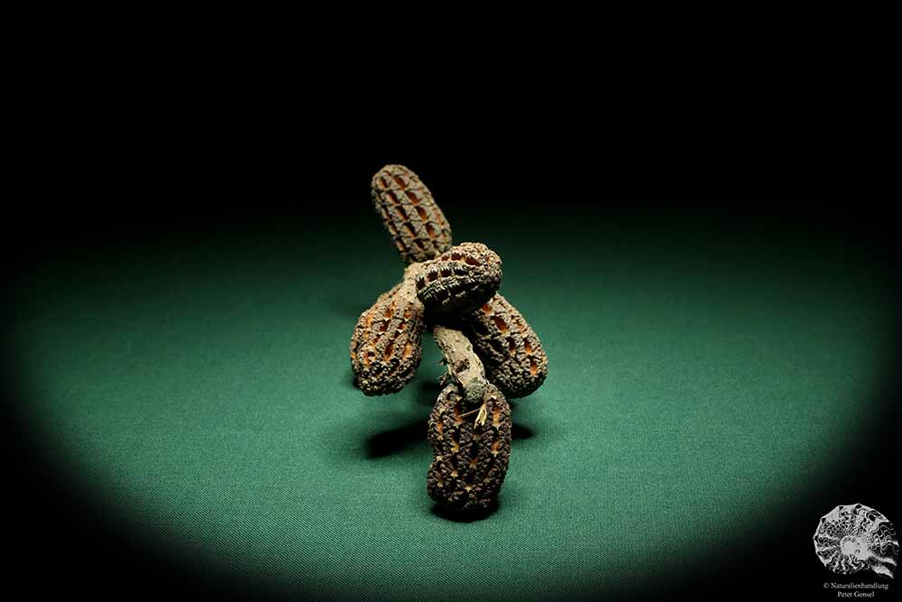 Allocasuarina humilis (19312) a dried fruit from Western Australia | Dried fruit