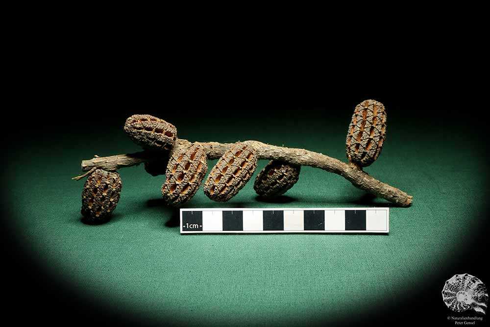 Allocasuarina humilis (19312) eine Trockenfrucht aus Westliches Australien | Trockenfrüchte