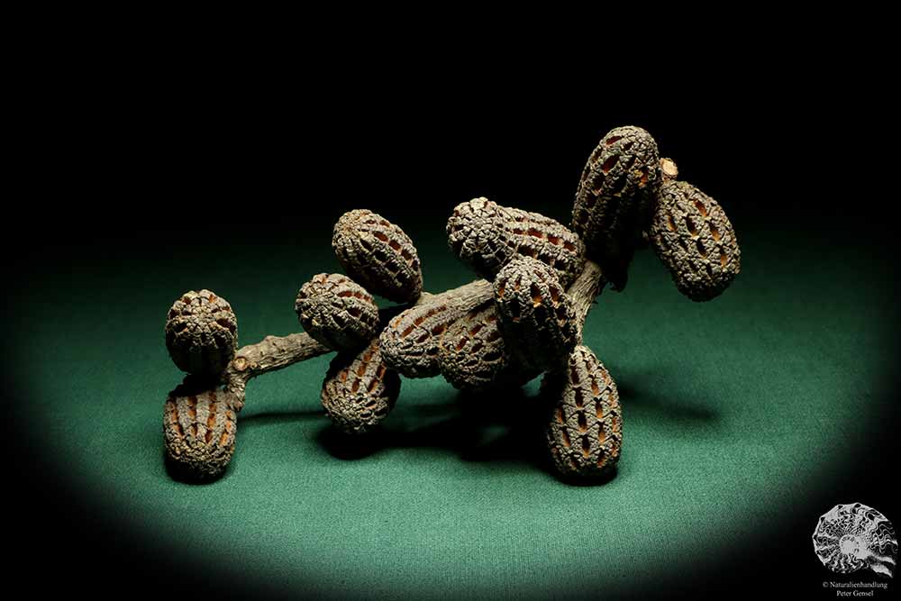 Allocasuarina humilis (19314) a dried fruit from Western Australia | Dried fruit