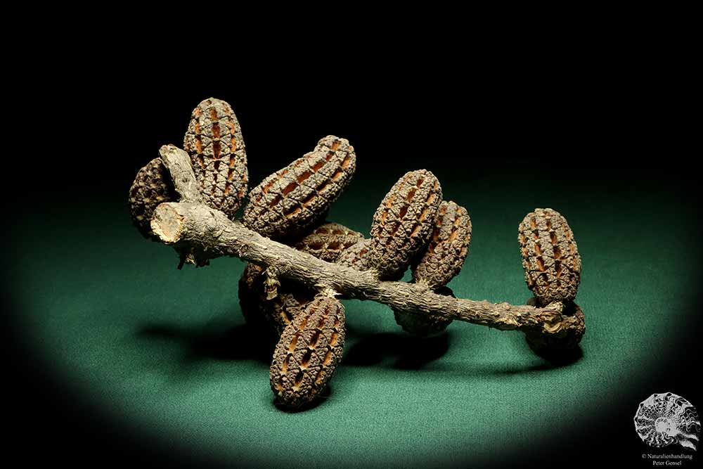 Allocasuarina humilis (19314) a dried fruit from Western Australia | Dried fruit