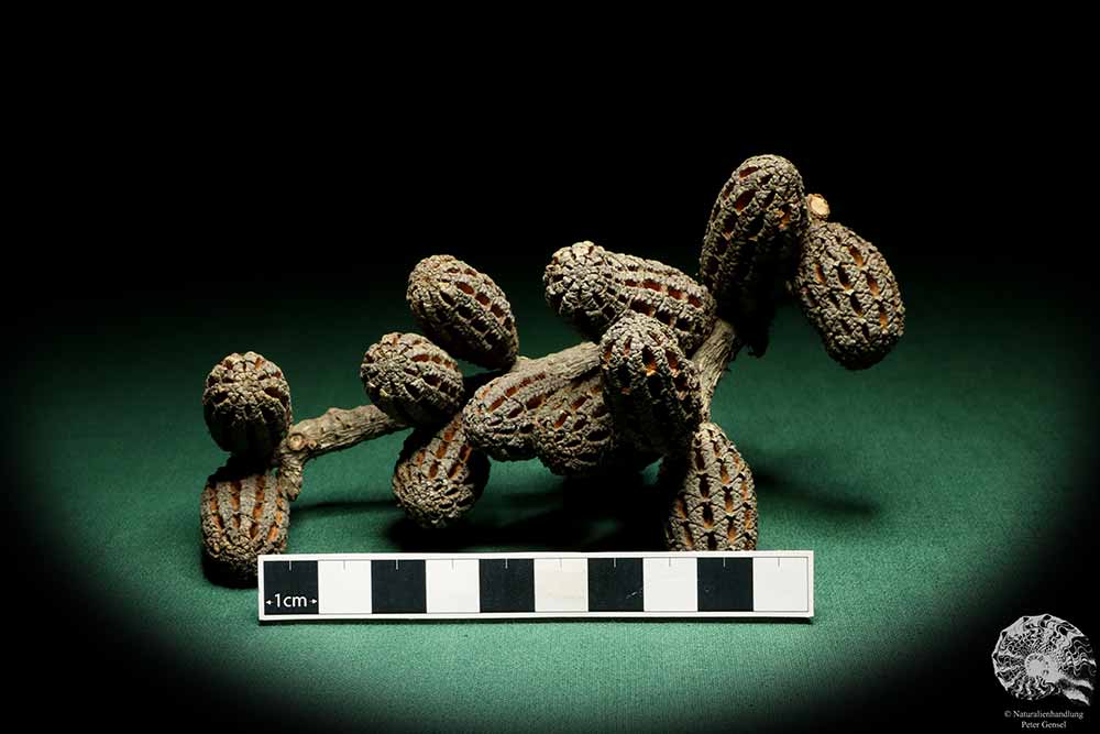 Allocasuarina humilis (19314) a dried fruit from Western Australia | Dried fruit