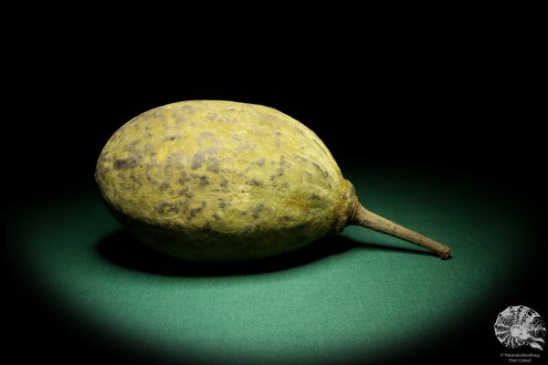 Adansonia digitata (19431) a dried fruit from Africa | Dried fruit