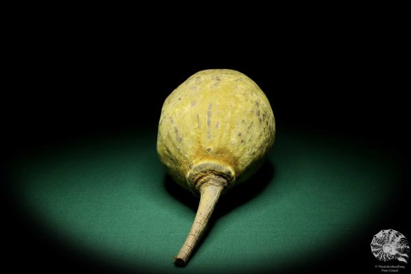 Adansonia digitata (19431) a dried fruit from Africa | Dried fruit