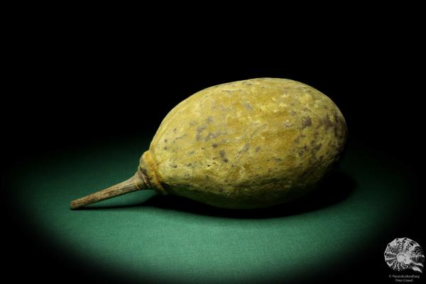 Adansonia digitata (19431) a dried fruit from Africa | Dried fruit