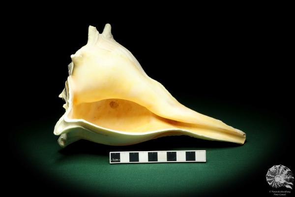 Sinistrofulgur perversum (19504) a snail from Gulf Coast of Florida | Conchylia | Snails