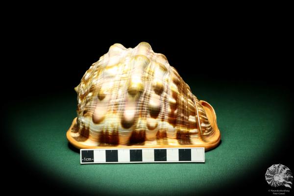 Cypraecassis rufa (19523) a snail from Africa | Conchylia | Snails