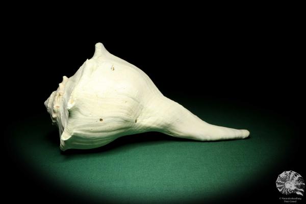 Sinistrofulgur perversum (19532) a snail from Gulf Coast of Florida | Conchylia | Snails