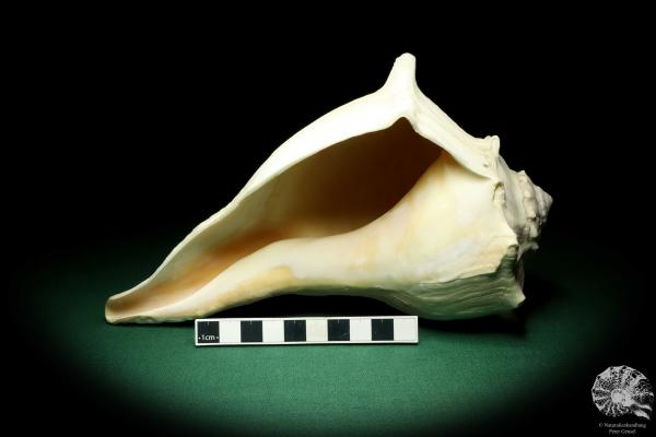 Sinistrofulgur perversum (19532) a snail from Gulf Coast of Florida | Conchylia | Snails