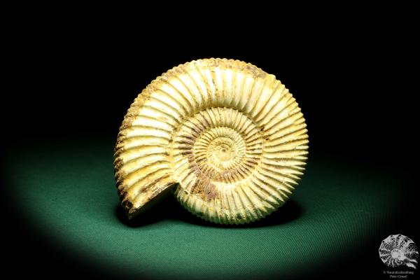 Perisphinctes spec. (19620) a cephalopod from Madagascar | Fossils | Cephalopods