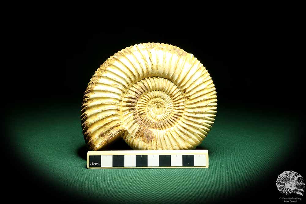 Perisphinctes spec. (19620) ein Kopffüßer aus Madagaskar | Fossilien | Kopffüßer