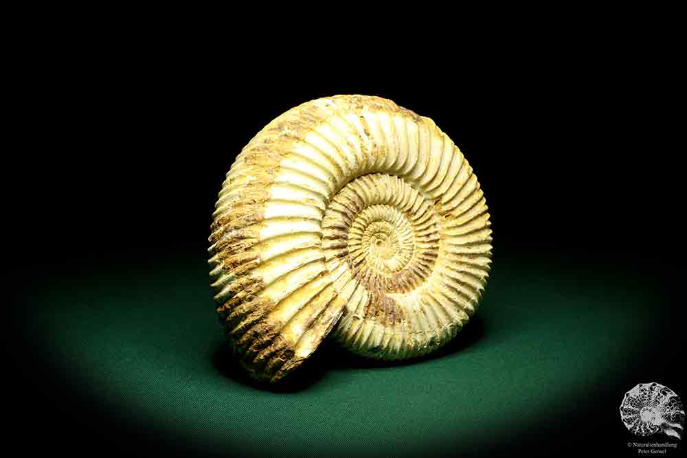 Perisphinctes spec. ein Kopffüßer